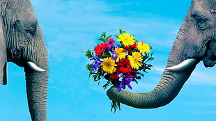 elephant giving bouquet of flowers to elephant